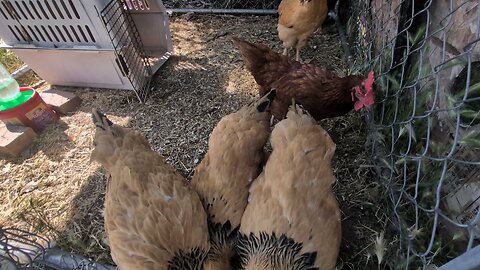 The chickens are learning how to cluck