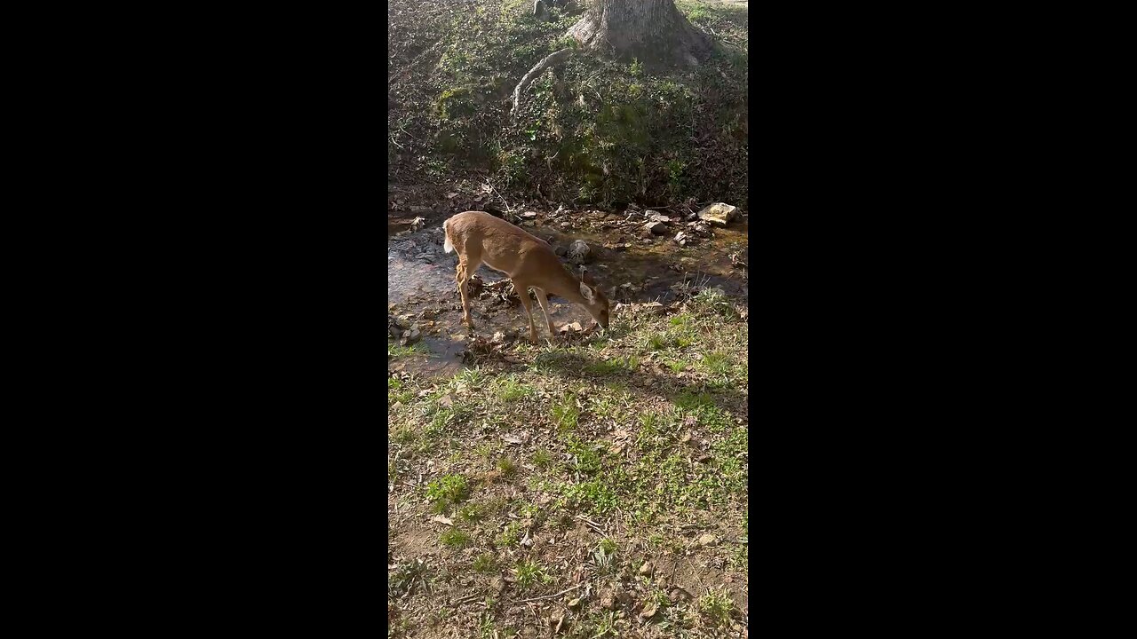 Bo's drinking