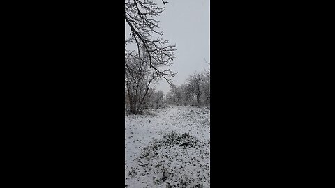 Quiet Winter in Baku Garden – Natural Snowfall Sounds ❄️