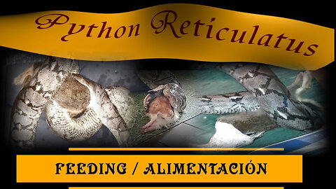 Feeding a Giant RETICULATED PYTHON + BONUS (EN audio with ES/EN sub.)