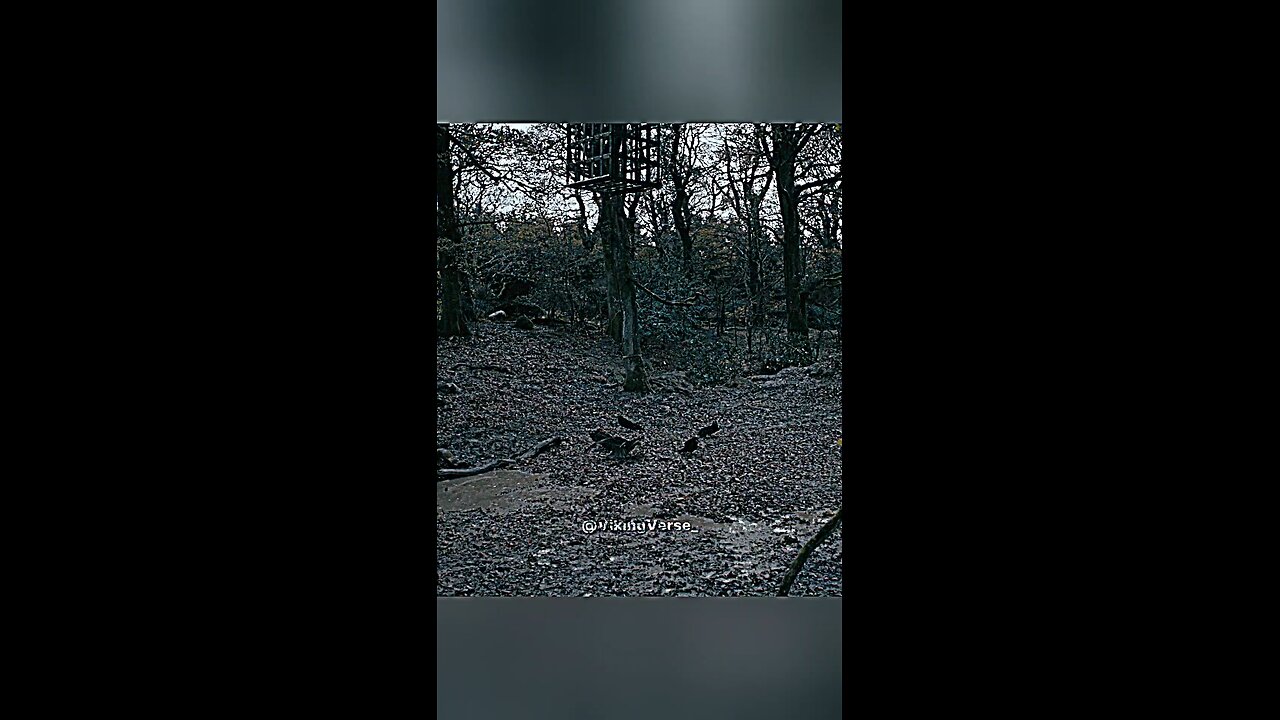 #vikings