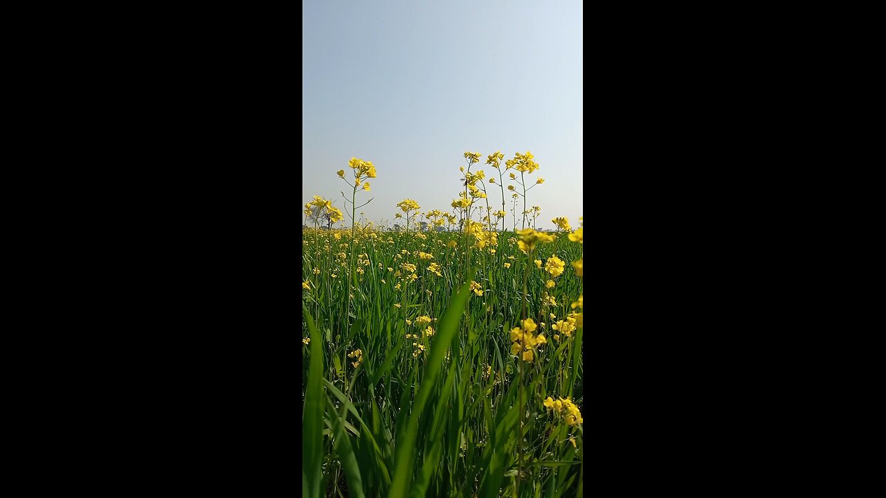 Green plant and Yellow flower