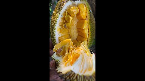 Best ripe jackfruit #ripefruit #reel
