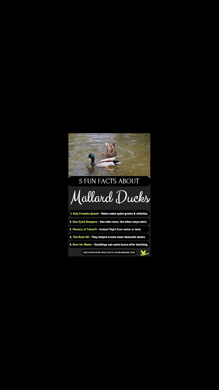 5 Fun Facts About Mallard Ducks | Wildlife Wonders #animallovers #wildlifefacts