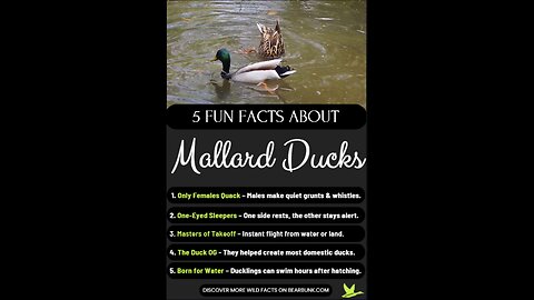 5 Fun Facts About Mallard Ducks | Wildlife Wonders #animallovers #wildlifefacts