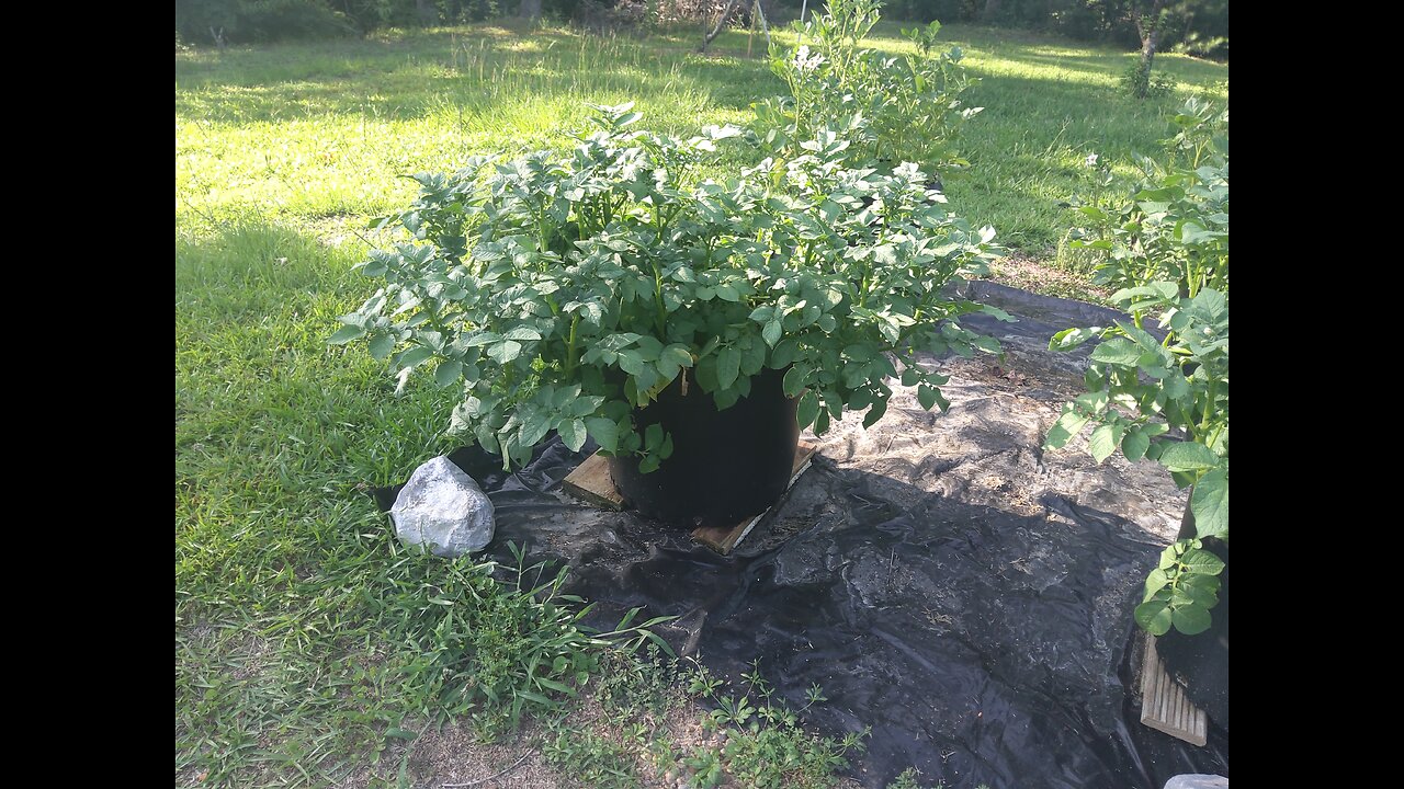 Potatoes Grow In Containers Update 6/10/25