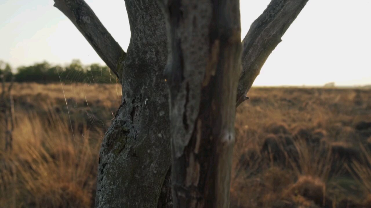 Video Of Grass Field