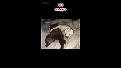 Mc Maggie #mic #paw #puppy #music #funny