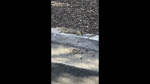 Squirrel Laying Down at the Mall