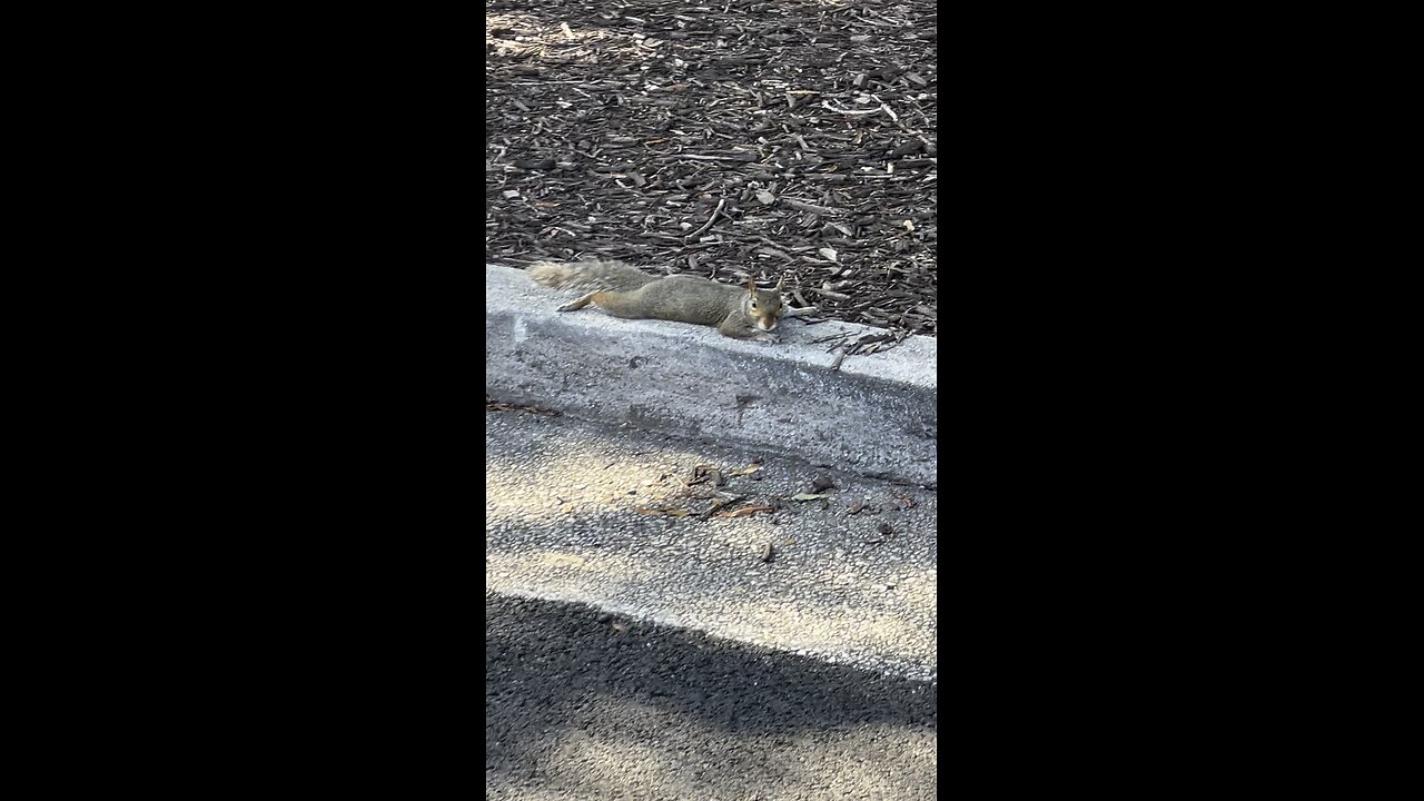 Squirrel Laying Down at the Mall
