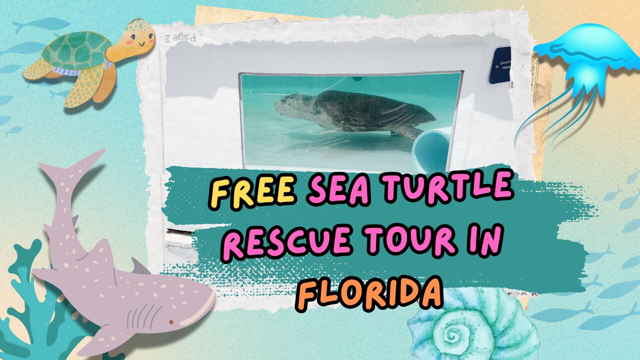 Get Up Close with Rescued Sea Turtles for Free! - Kid Friendly Travel