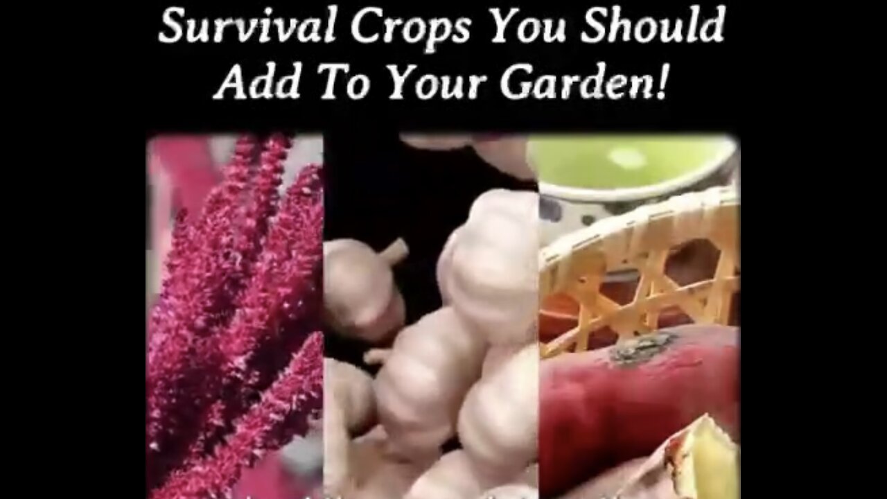 HAVING THREE BASIC VEGETABLES-CROPS🚜🍠🧄👨‍🌾IN A SURVIVAL GARDEN🥬🫛👩‍🌾💫