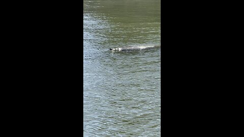 Canal Life | Big Manatee! | 4K