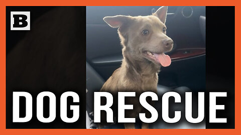 Chicago Dawg Rescue! Dog's Owner Being Sought After Canine is Saved from Expressway