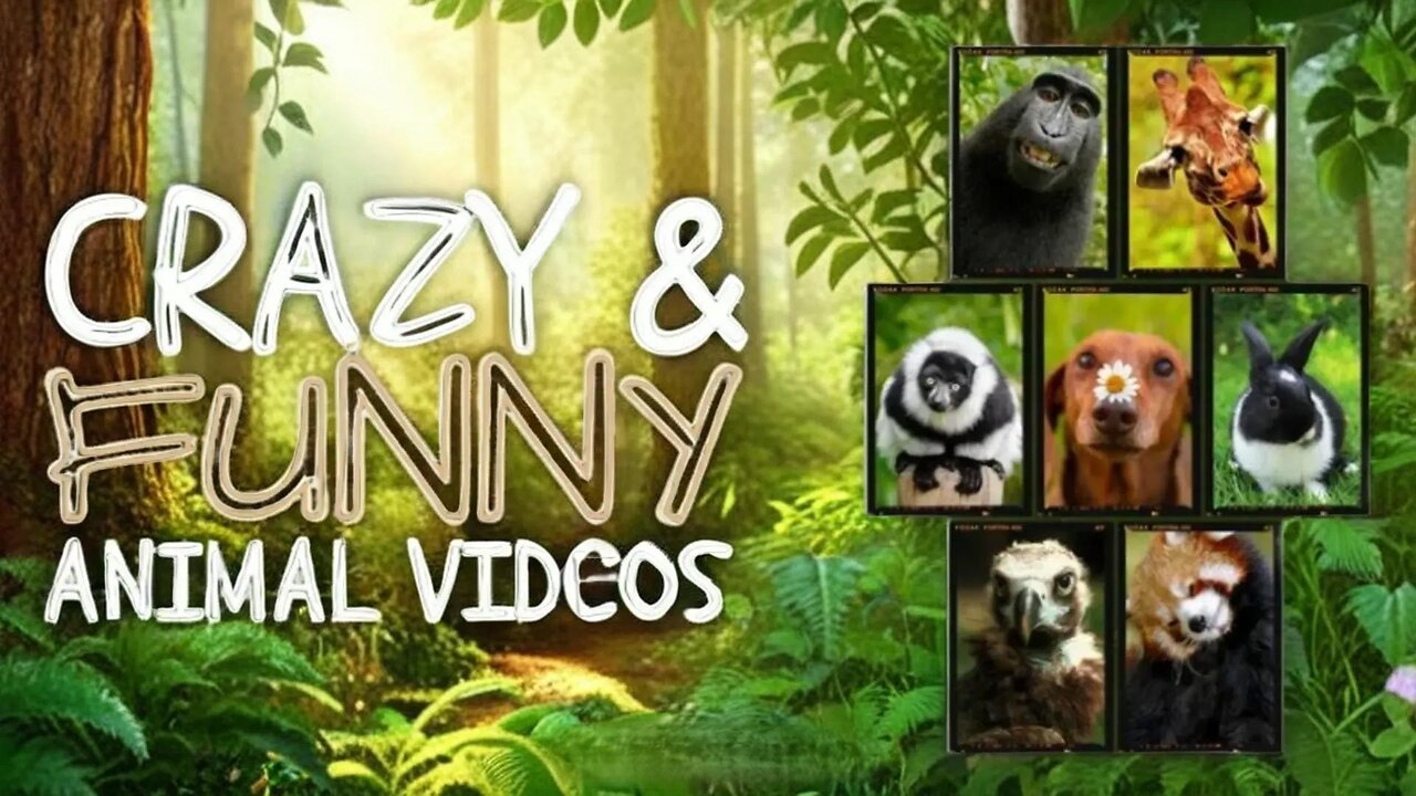 Funniest Animals Moments Ever Caught on Camera ep-17