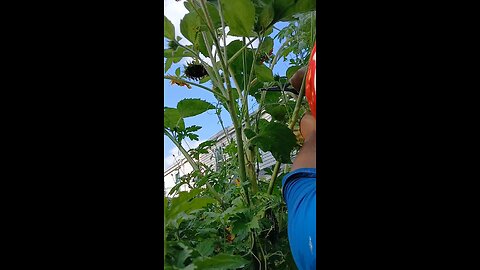 sunflower 🌻 harvesting good feeling❤️