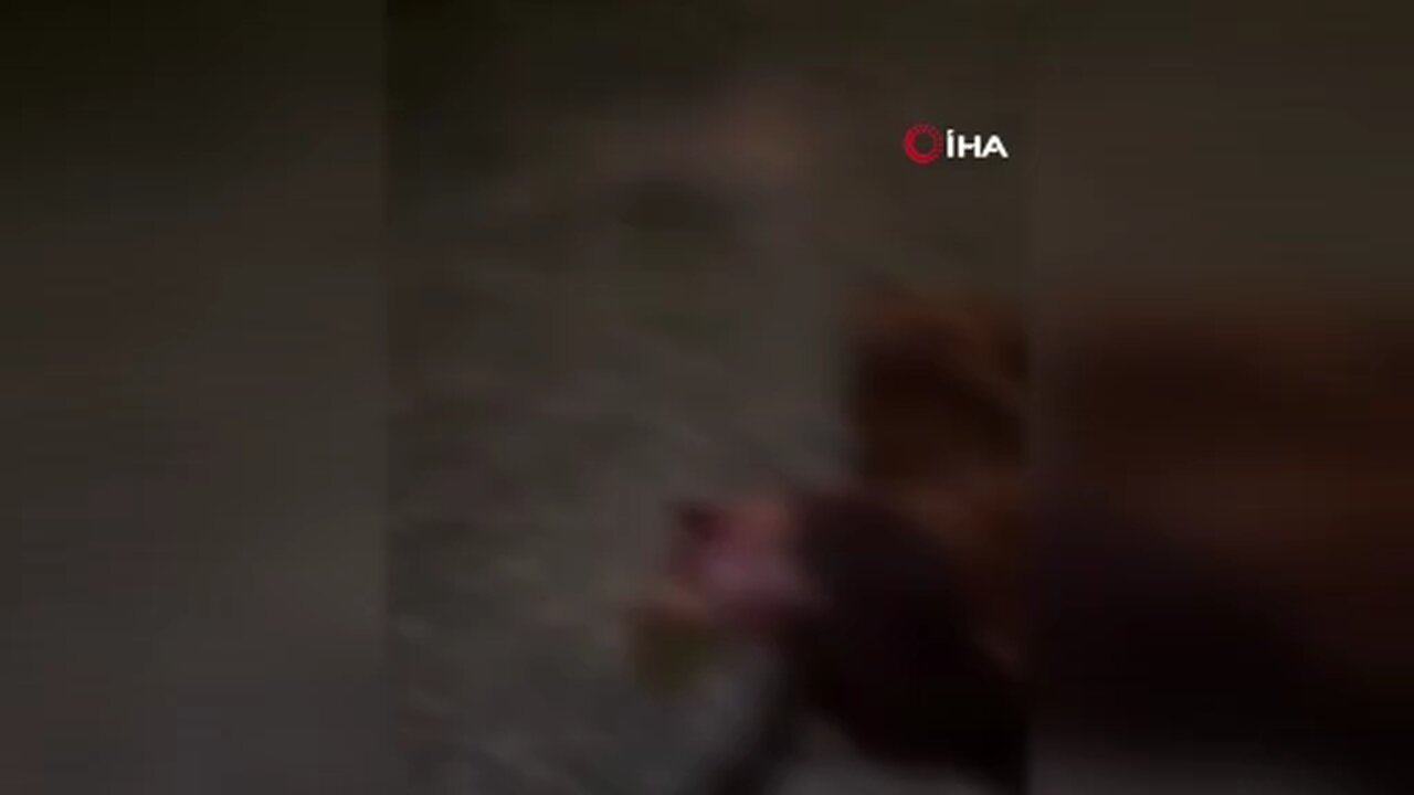 Kamyonet sürüye çarptı, 30 küçükbaş hayvan telef oldu