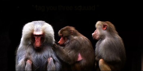 "when three monkeys start overthinking life"😂😂#USA#trending#Shorts #ShortsComedy #Animal#usa