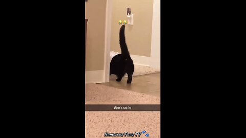 Funny animals 2024😂- Funniest Cats and Dogs Video😹🐶 #14