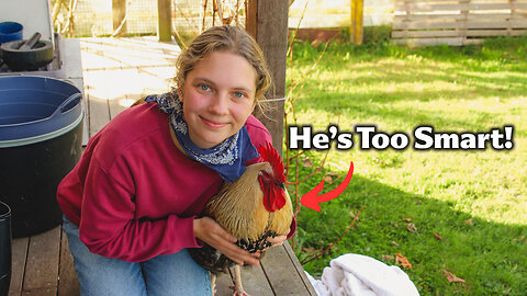 My Rooster Is Too Intelligent For His Own Good.