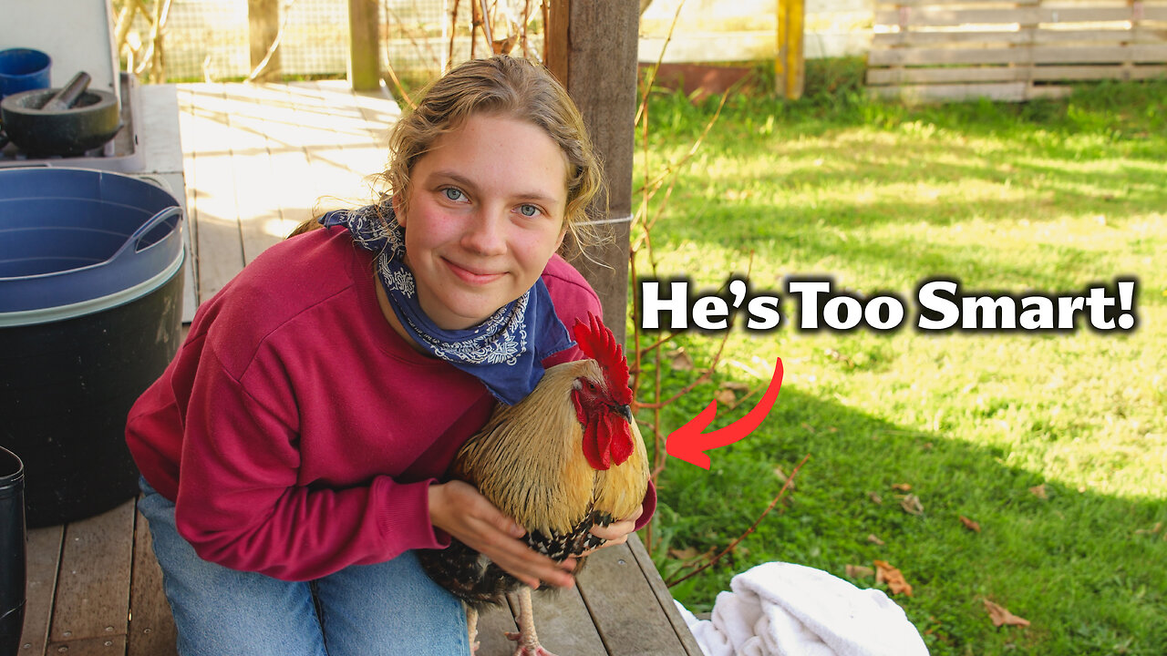 My Rooster Is Too Intelligent For His Own Good.