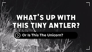 Is That A Tiny Antler?