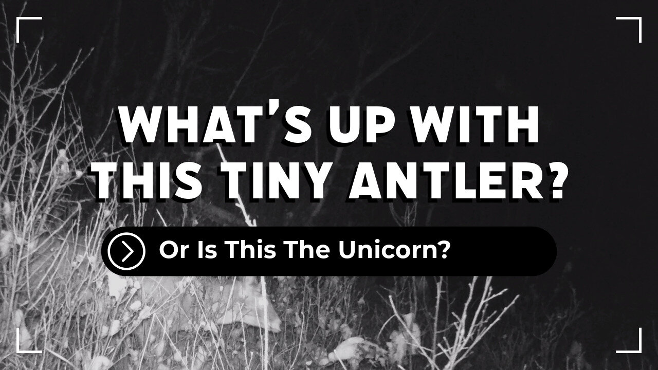 Is That A Tiny Antler?
