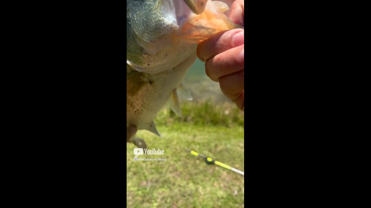 Another Bass