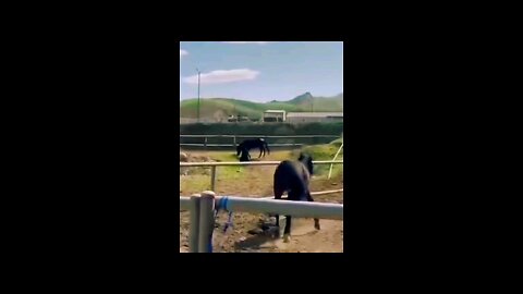THE HIJAB AND THE HORSE #ShakeOneOfficial #Islam #Muslim