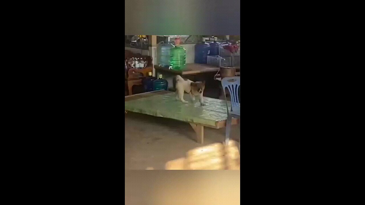 Funny Animals PT 07