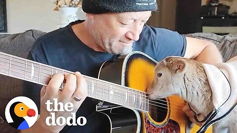 Rescue Lamb Is Obsessed With His Dad’s Guitar | The Dodo