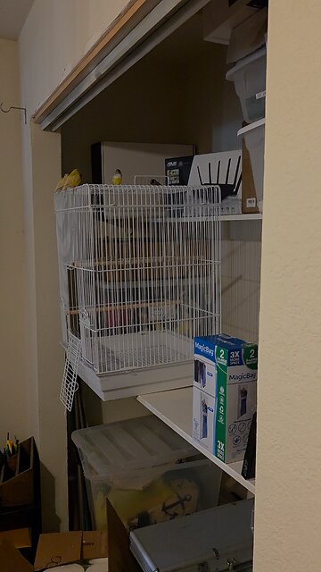 Pulpers gouldian finches singing part 1