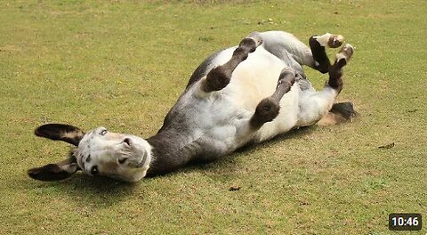 Funny Donkey Moments You Never Expected! 🤣 Funniest Animal Videos 2025