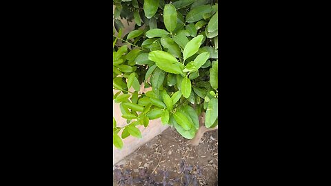 plant