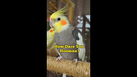 You Need an Appointment to Touch this Royal Bird.