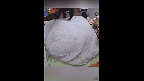 Love All Life Always #372 - Cats Helping Their Humans With Many Things. Cats Are So Amazing 👏 😺