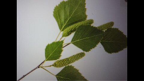 Herbs: Birchleaves