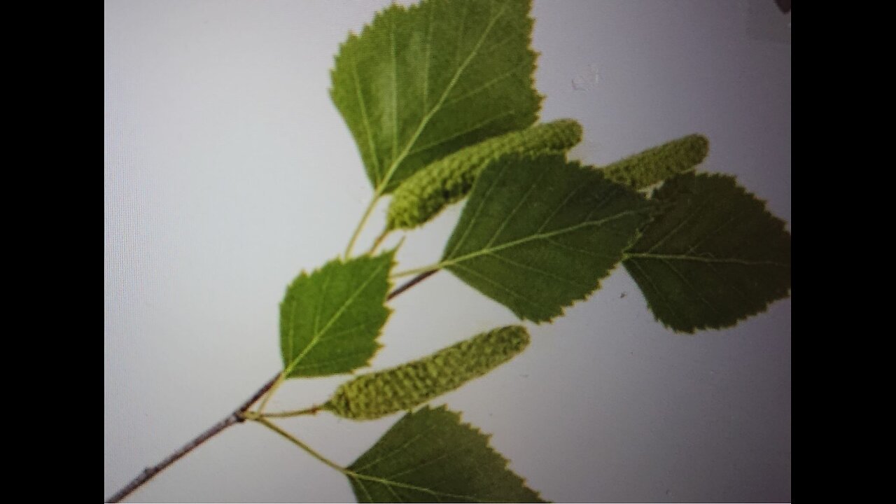 Herbs: Birchleaves