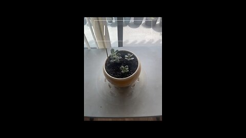 House Plants
