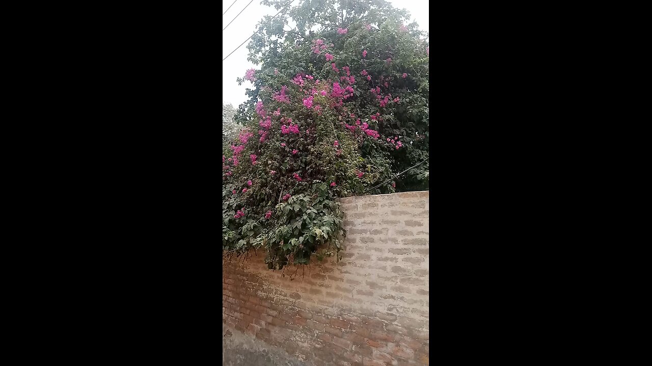 beautiful flowers vedio