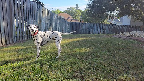 Luna Playtime in the Morning
