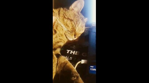 Mr Handsome Kitty Cat I'M TRYING TO WORK Part 2