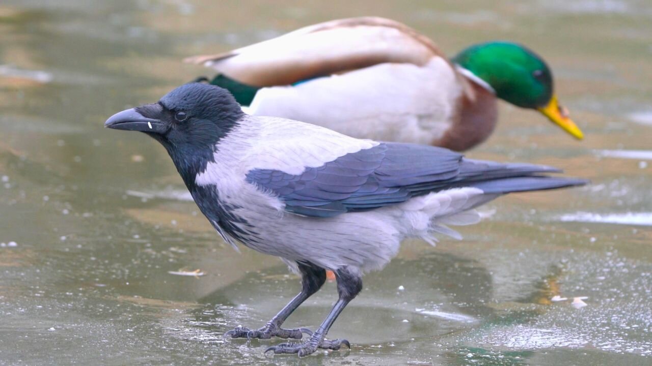 Female Hooded Crow Eating Rice on the Ice