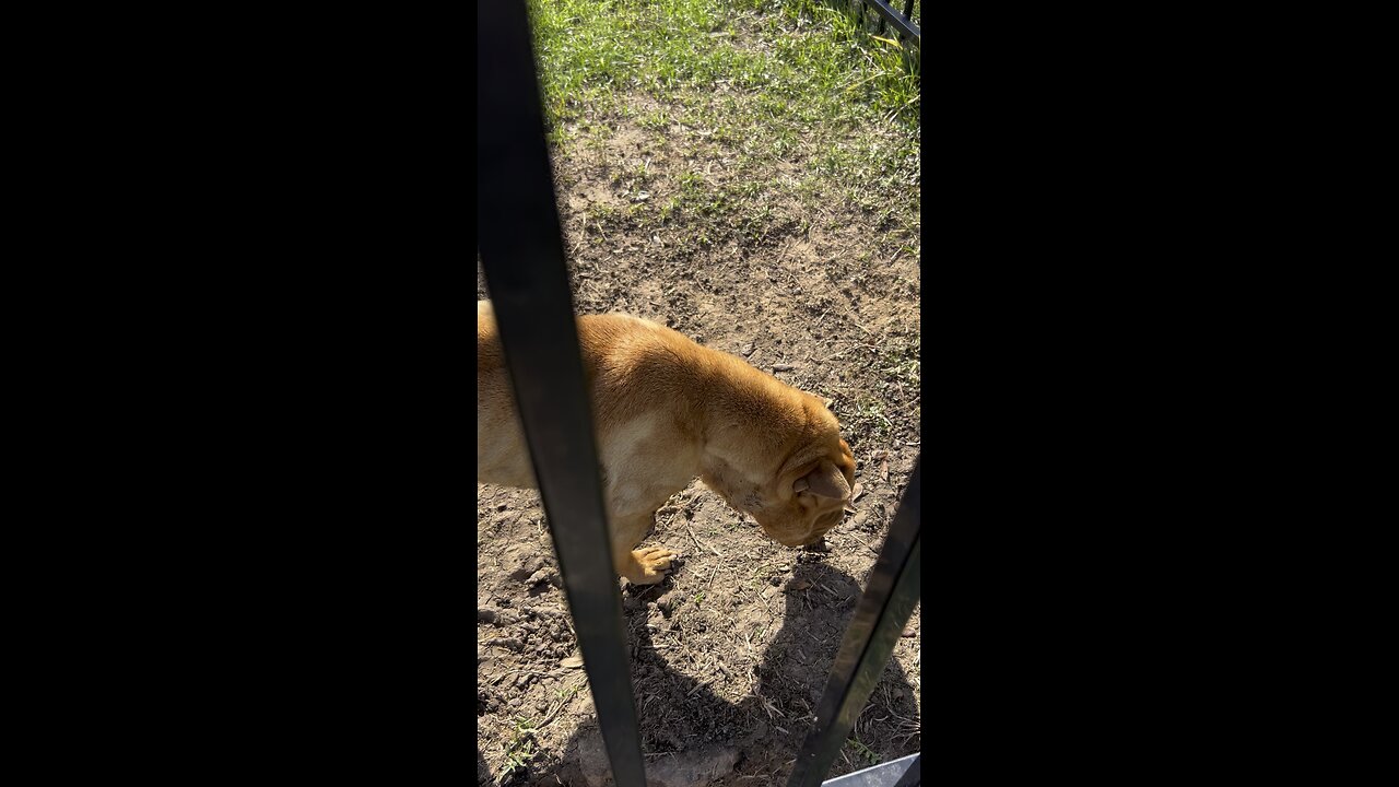 I’m trying to help abused animals