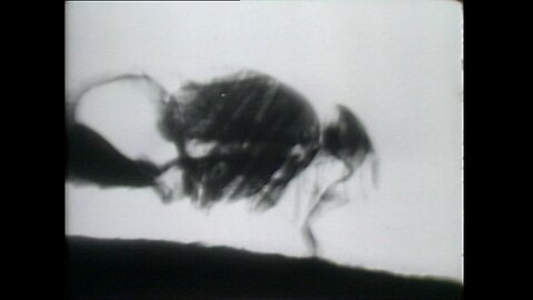 The Revealing Eye 1960