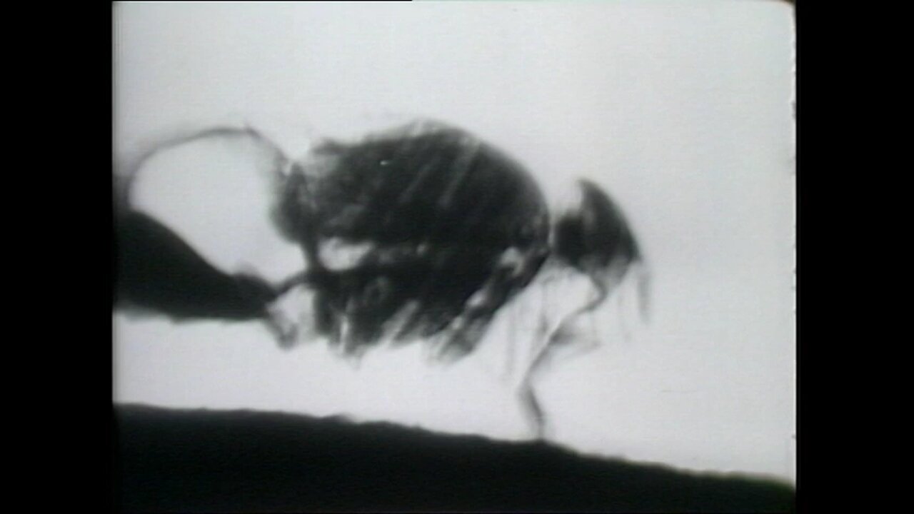 The Revealing Eye 1960