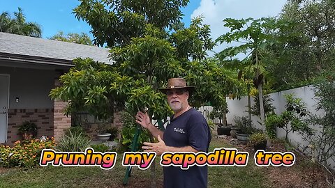Watch me prune my Butterscotch Sapodilla tree