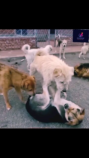 NEWSMAX2 LIVE | Real News for Real People? Too funny!How cute is that.. | Please Follow me