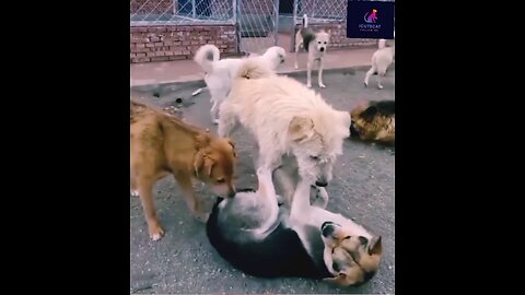 NEWSMAX2 LIVE | Real News for Real People? Too funny!How cute is that.. | Please Follow me