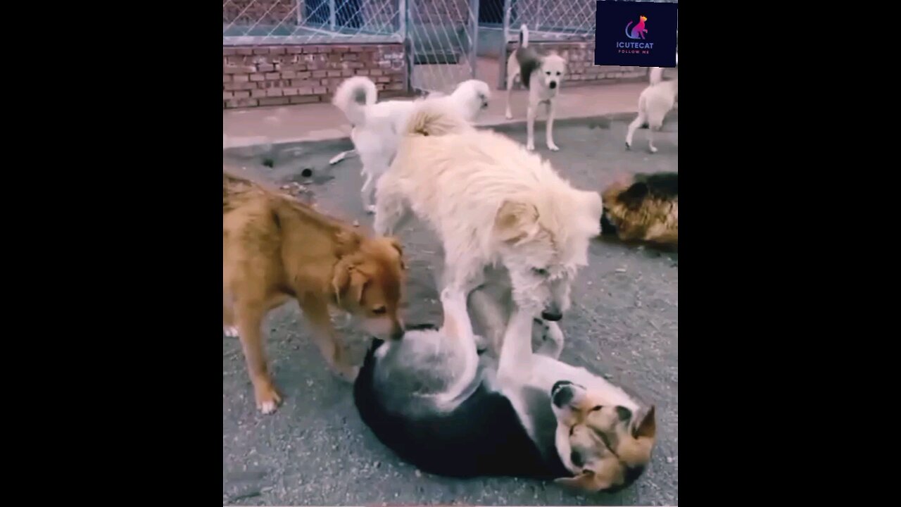 NEWSMAX2 LIVE | Real News for Real People? Too funny!How cute is that.. | Please Follow me
